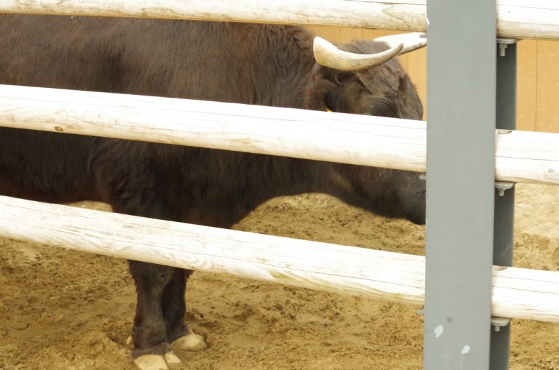 来年の干支にちなんで世界の珍しいウシと動物園をご紹介【Agent Grow Advent Calendar 2020：16日目】 – 自主的 ...