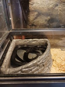 メキシカンブラックキングスネーク