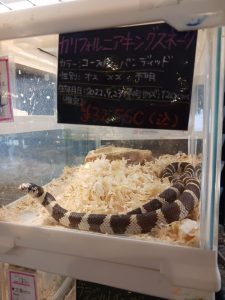 カリフォルニアキングスネーク