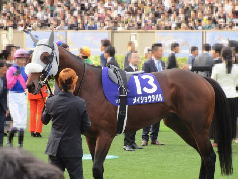 メイショウタバル!