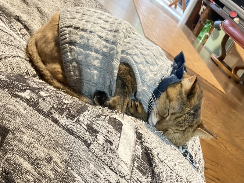 最高の余生を君に ～19歳のおばあちゃん🐈～