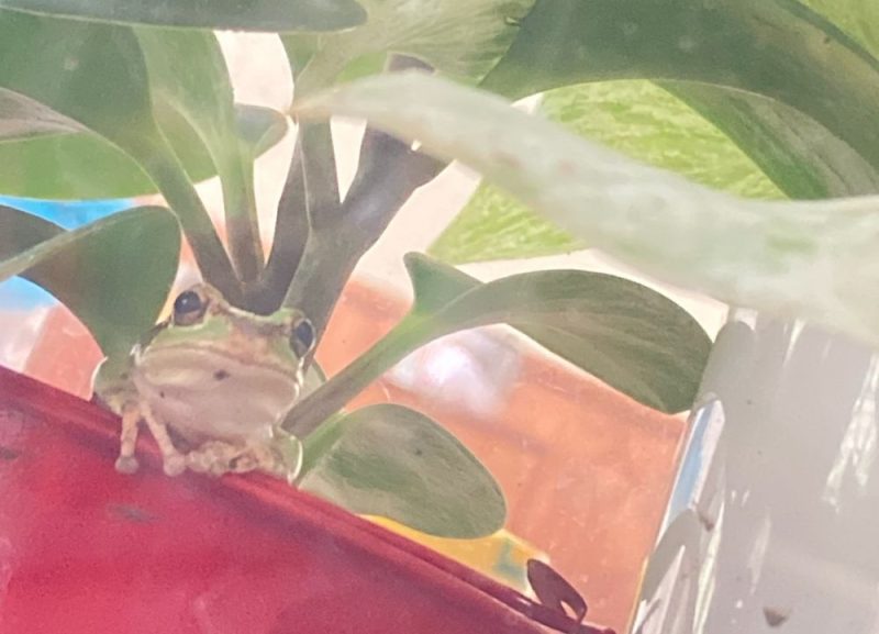 思ってたのと違う…？🐸